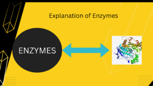 Explanation of Enzymes